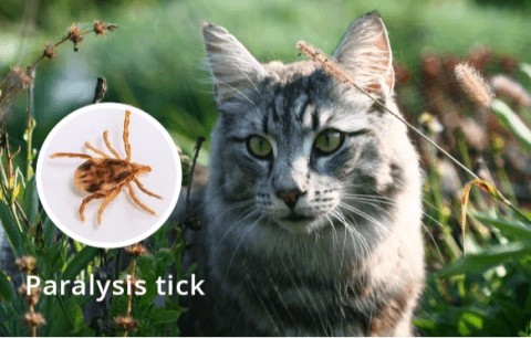 Paralysis tick treatment for cats hotsell